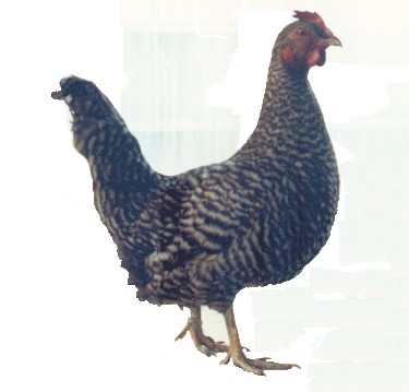 poule coucou de Flandre (A.Detroy,musée d'Histoire naturelle de Lille)