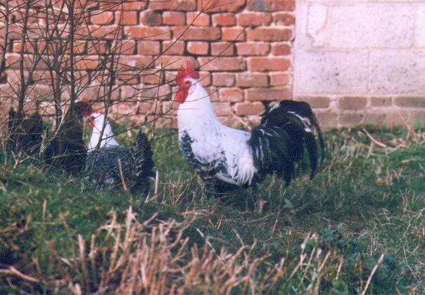 photo R.Adolphi