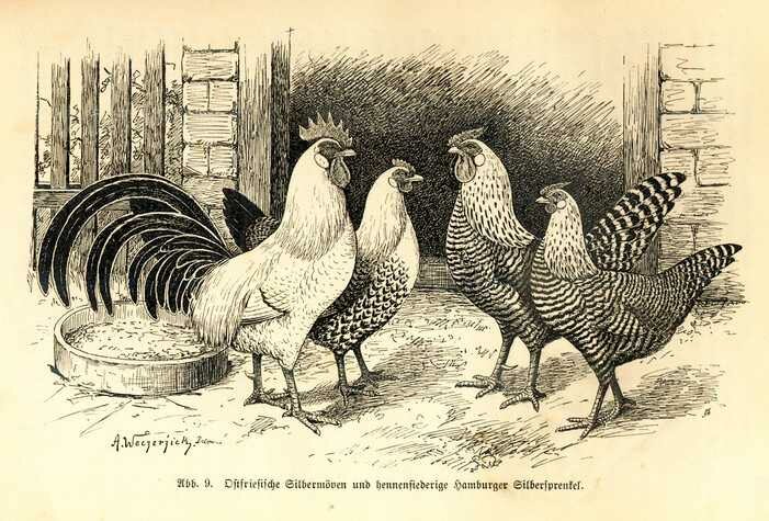 Mouettes argentes de Frise orientale et Hambourg argents crayonns , B.Drigen 2de ed.1906