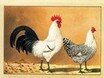 Mouette de Frise ,Kramers Taschenbuch