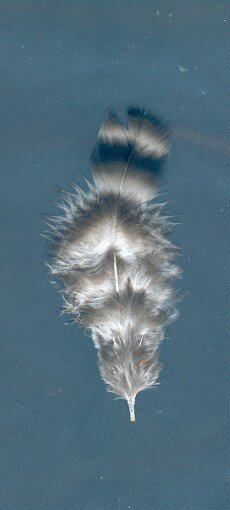 plume COUCOU caractristique