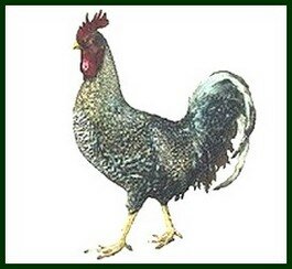  coq Coucou de Flandre , MHN Lille