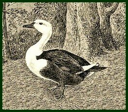  Canard de Harbred , Chasse et Pche 1896